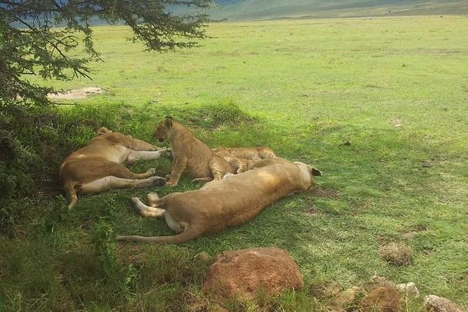 4-days-3-nights-lake-manyara-ngorongoro-and-serengeti-overview-of-the-safari