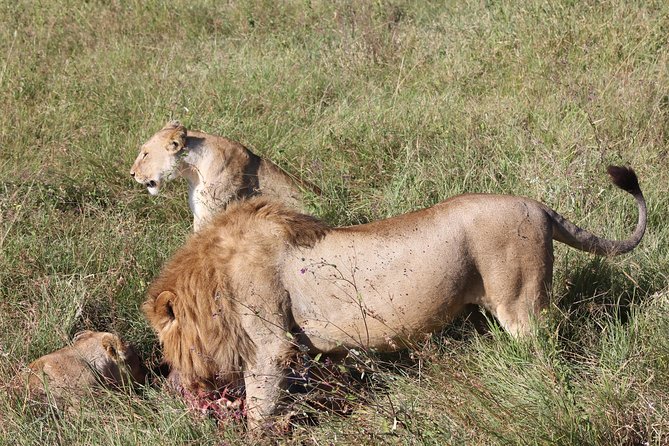 4 Days 3 Nights Tarangire Serengeti & Ngorongoro Lodge Safari