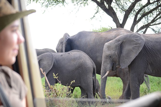 4 Days Best Experience Kilimanjaro Hike, Serengeti &Ngorongoro