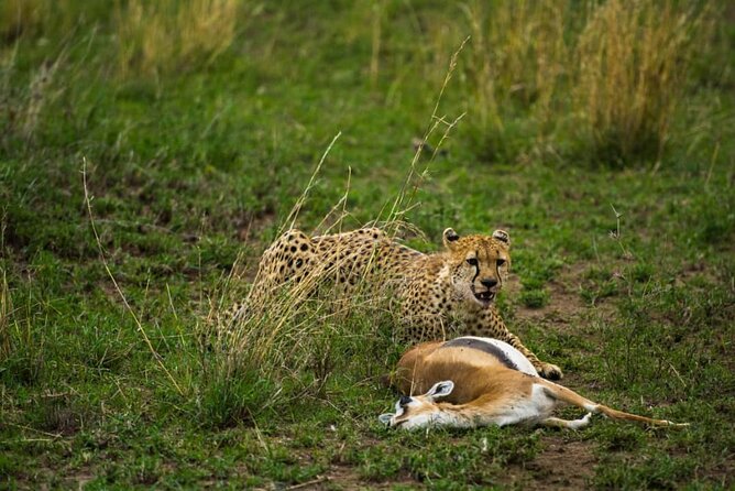 4-days-group-joining-camping-safari-to-tarangire-serengeti-ngorongoro-crater-safari-activities