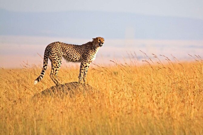 4-days-group-joining-camping-tanzania-safari-inclusions-of-the-safari