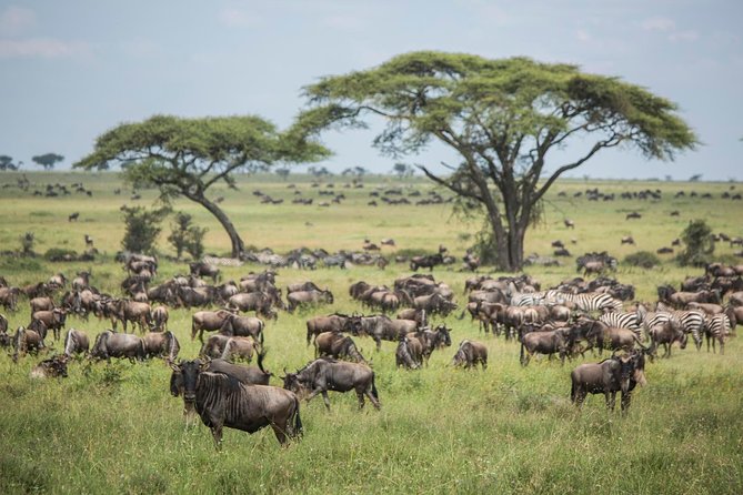 4 Days Safari in Tanzania