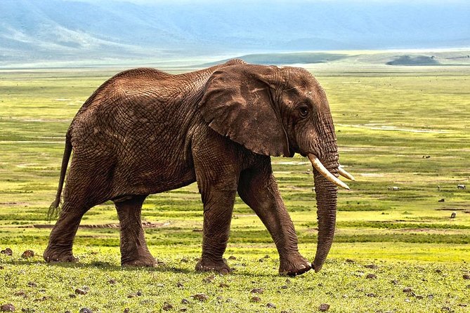 4 Days Tarangire,Serengeti & Ngorongoro Crater Budget Lodge Safari Tour Tanzania