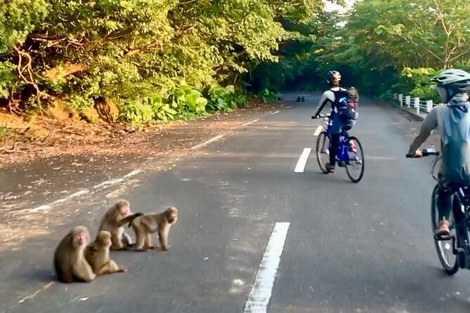 4-hour-guided-cycling-experience-in-yakushima-experience-highlights
