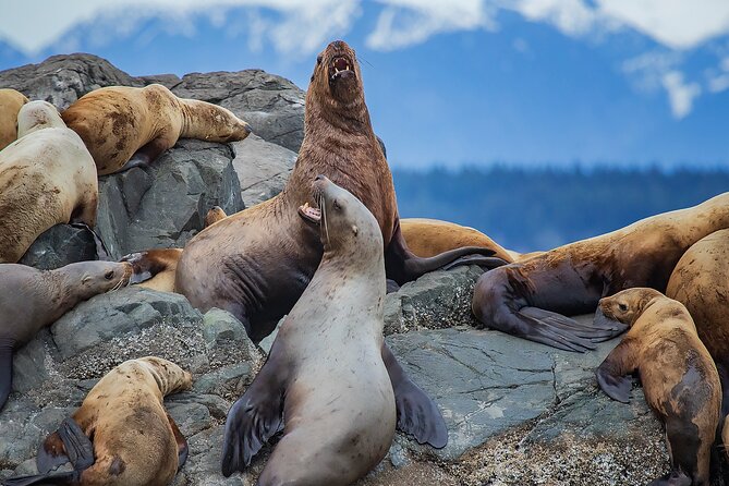 4 Hour Morning Whale Watching Tour - Tour Overview