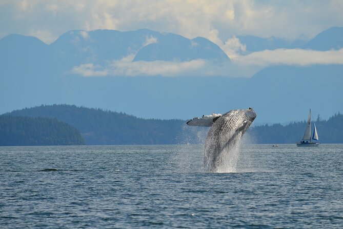 4 Hour Zodiac Whale and Wildlife Tour