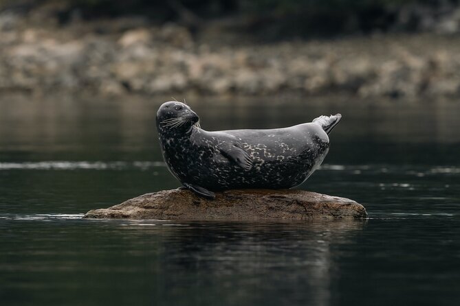 4 Hr Into the Wild Whales & Wildlife Adventure