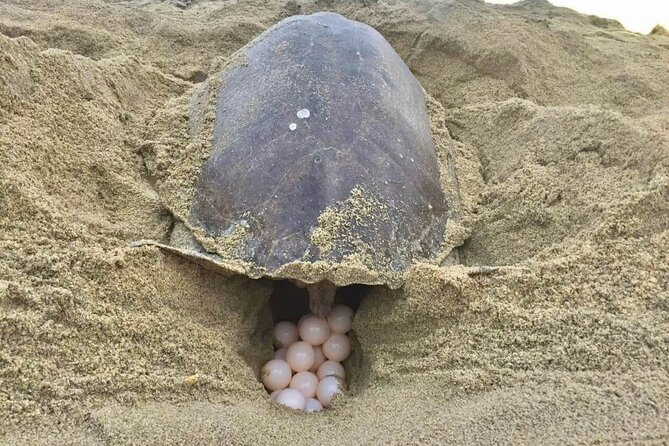 4-in-1 Tour - Mazunte,Cacao Factory, La Ventanilla & Turtle Spawn - Pickup and Booking Details