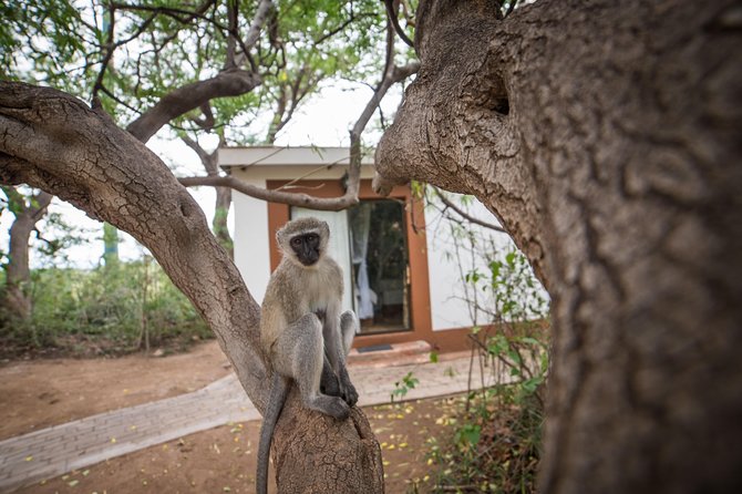 5 Day Classic Kruger National Park Safari - Overview of the Tour