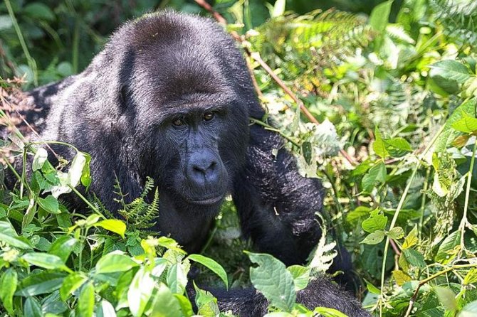 5-Day Pearl of Africa Chimps and Gorilla Trekking Safari - Overview of the Safari