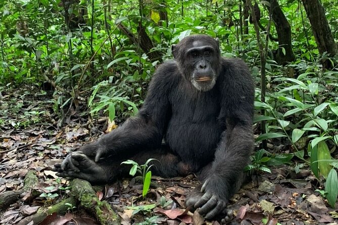 5 Days Best Wildlife Experience in Uganda
