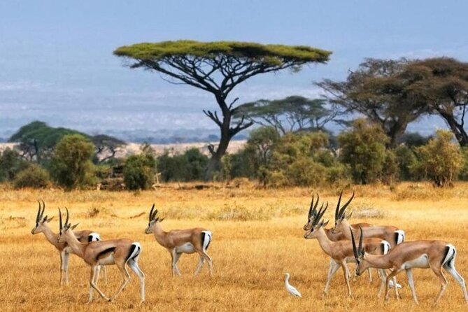 6-Day Kenya Safari to Masai Mara, Lake Nakuru and Amboseli - Itinerary Overview