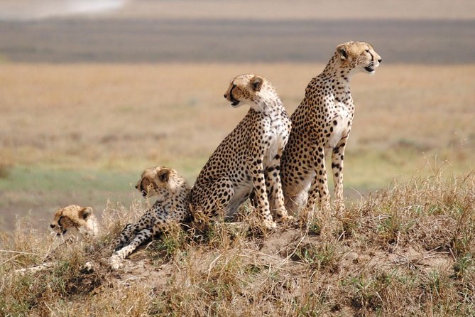 6 Day: Magnificent Wildlife Adventure - Tour Highlights