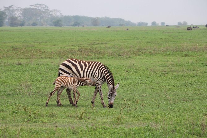 6 Days Joining Group Safari to Tarangire,Serengeti,Ngorongoro & Manyara Tanzania
