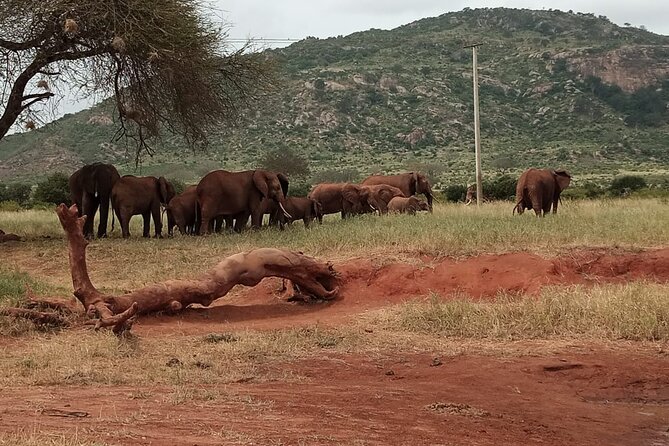 6 Days Kenya Masai Mara,Lake Nakuru & Amboseli Wildlife Safari - Tour Overview