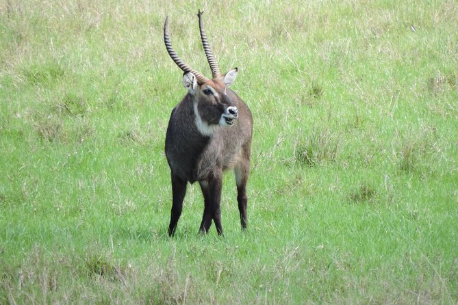 6 Days Masai Mara-Lake Nakuru & Amboseli Budget Safari - Tour Overview