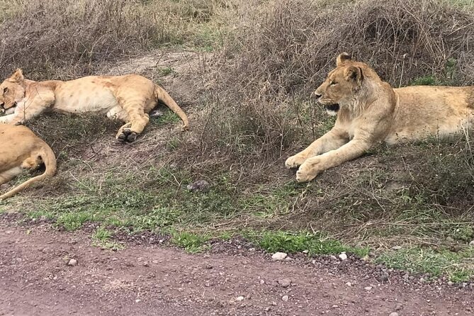6-days-tanzania-private-safari-from-arusha-arusha-arrival-and-welcome