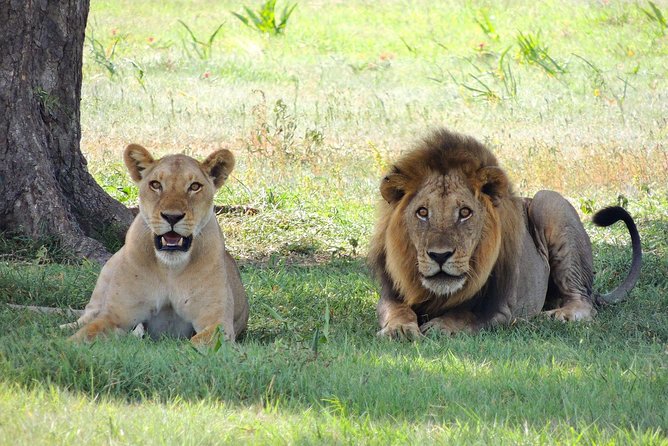 6-days-tarangire-serengeti-ngorongoro-manyara-joining-safari-tour-tanzania-tanzania-safari-itinerary