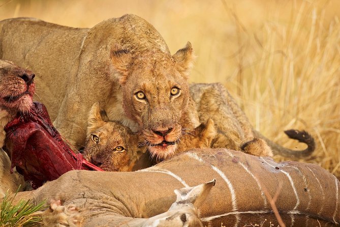 6 Days-The Best of Tanzania Safari