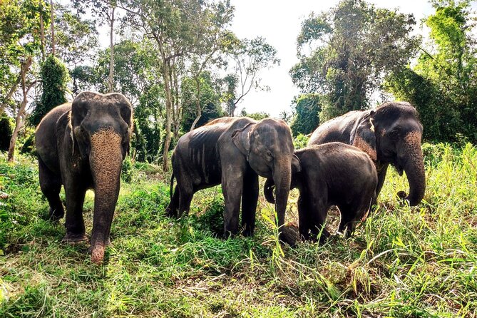 6-hours-elephant-care-and-jungle-tour-by-4wd-in-koh-samui-tour-overview