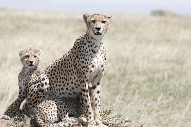 7-day-magical-tanzania-safari-premium-high-end-package-package-highlights