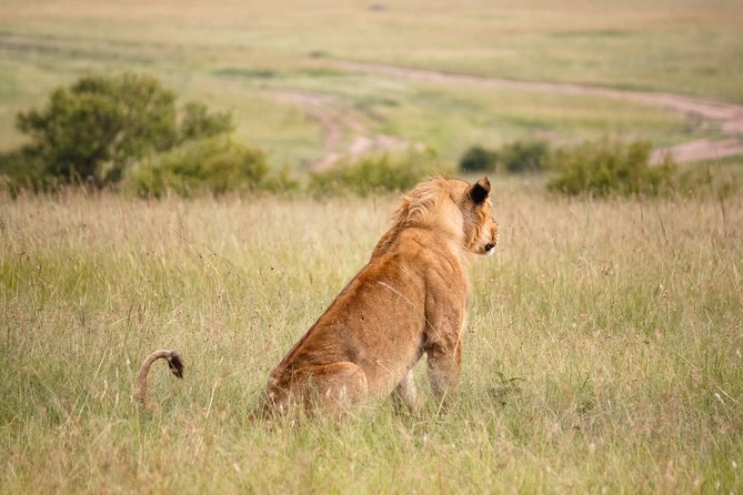 7 Days - Masai Mara, Nakuru, Naivasha, & Amboseli - Luxury - Safari Van - Included and Excluded Services