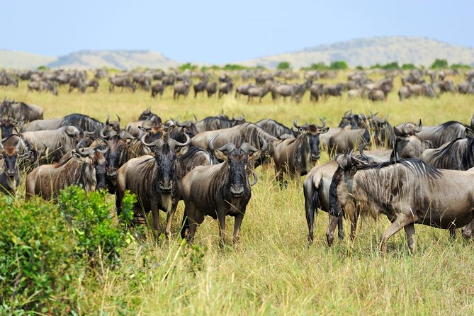 8-day-spectacular-migration-serengeti-mid-range-tanzania-safari-highlights-of-the-northern-safari-circuit