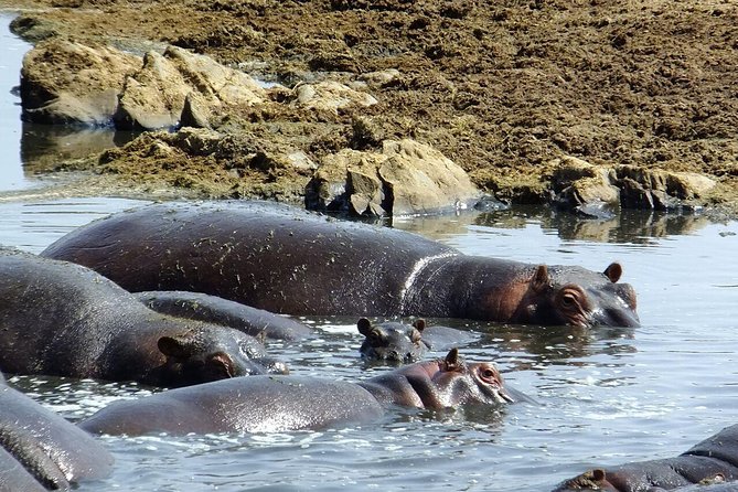 8 Days Great Wildebeest Migration – Mara River Crossing