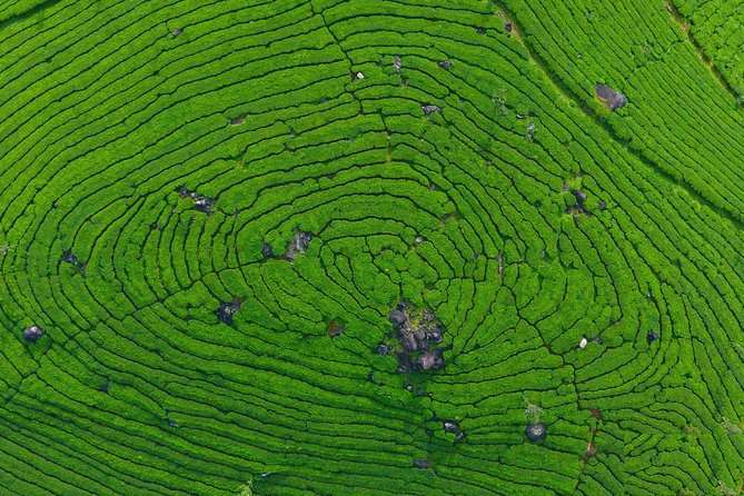 8 Days Kerala Private Tour (3 Star) With Munnar, Houseboat & Cab- Iris Holidays - 8-Day Kerala Private Tour