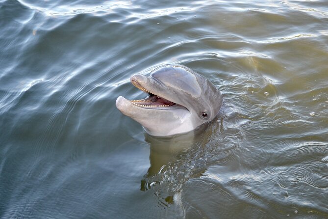 90-minute-hilton-head-dolphin-and-nature-cruise-getting-to-the-meeting-point