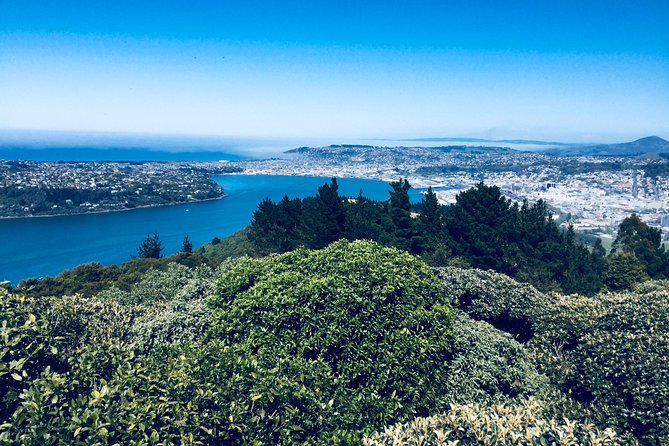 A 2 Hour Small Group Dunedin City Highlights Tour