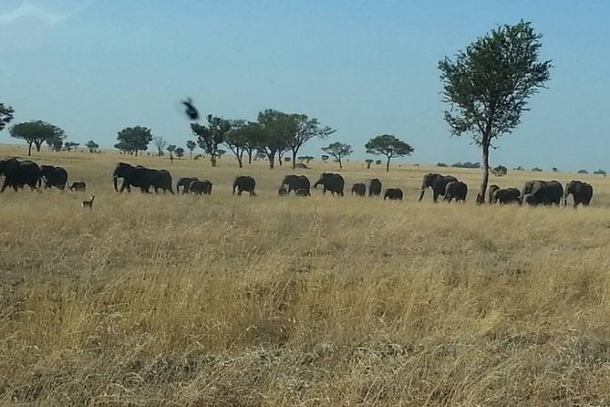 A Day Trip To Selous Fly From Zanzibar - Overview of the Selous Game Reserve