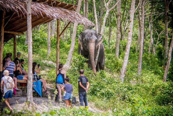 A Morning With the Elephants at Phuket Elephant Sanctuary - Exploring the Sanctuarys Grounds