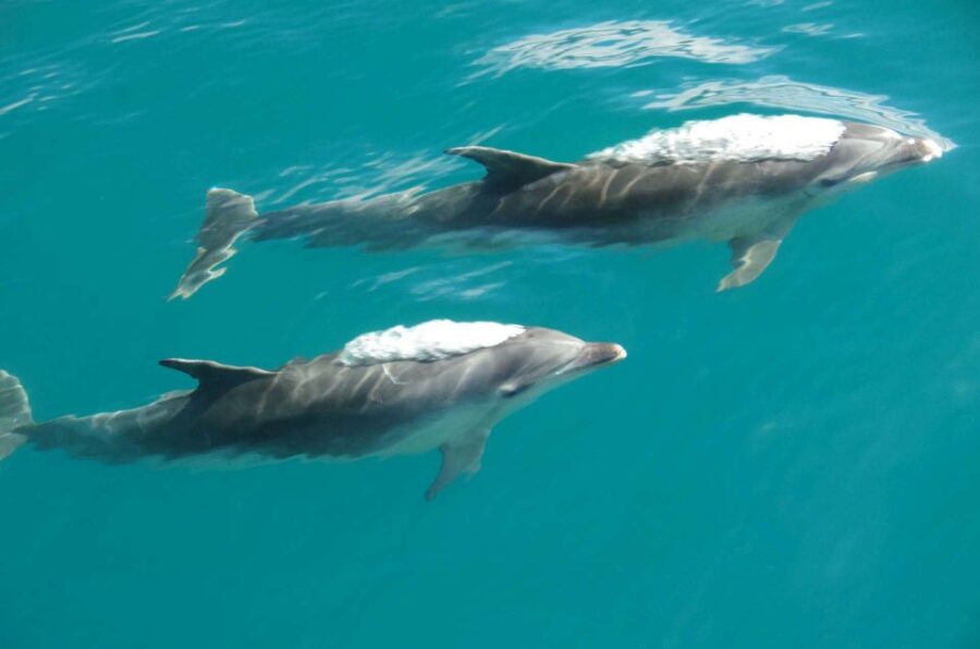 Abel Tasman National Park Scenic Cruise