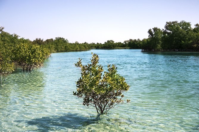 Abu Dhabi Eastern Mangrove Lagoon National Park Kayaking - Guided Tour