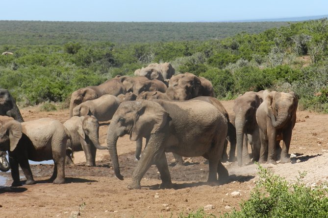 Addo Elephant 5 Hour Morning Safari.