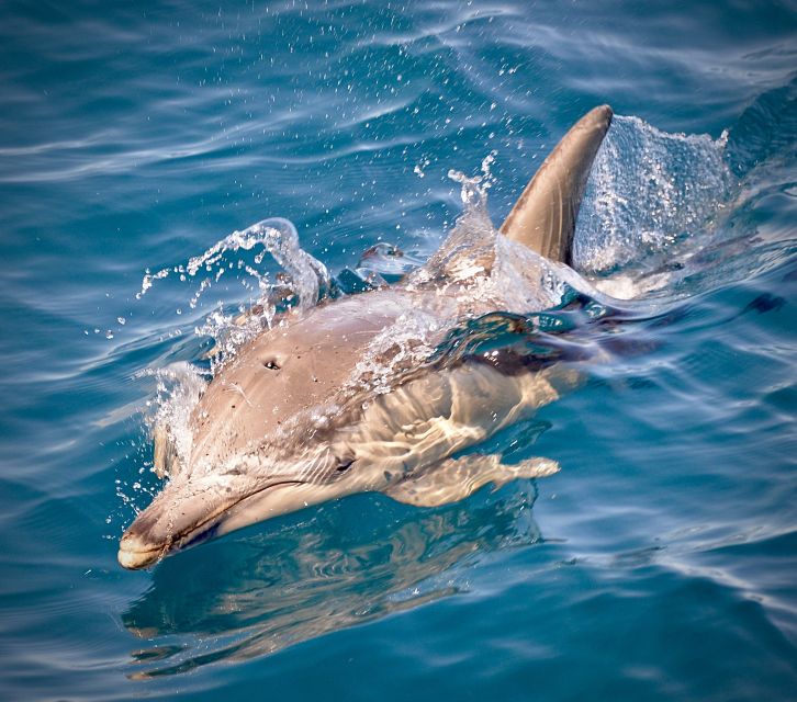 Adelaide: 3.5-Hour Guaranteed Wild Dolphin Watching Cruise
