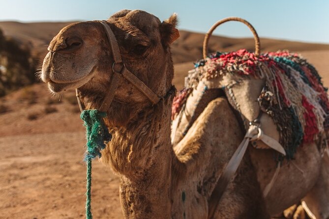 Agafay Desert – Quad Camel and Dinner Show