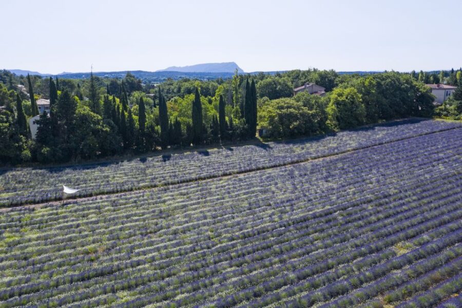 aix-en-provence-lavender-fields-visit-visit-details