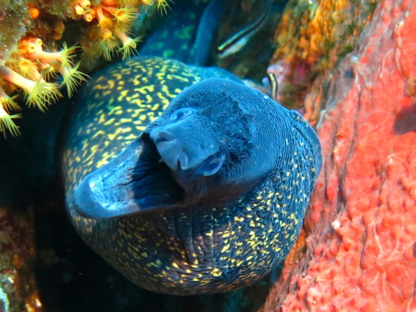 2 Best Scuba Diving Experiences In Corsica