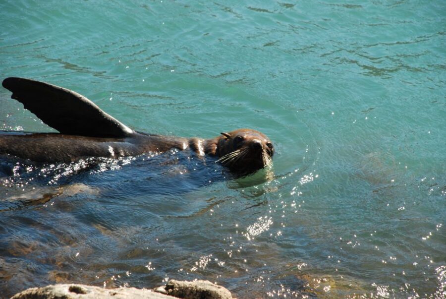 akaroa-4wd-safari-and-guided-sea-kayaking-experience-activity-overview-and-pricing