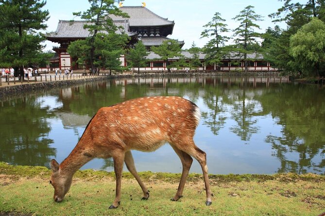 All Must-Sees in 3 Hours – Nara Park Classic Tour! From JR Nara!