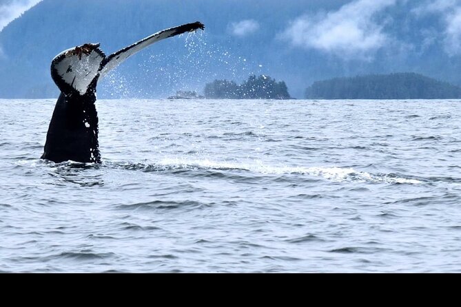 amazing-whale-watching-and-marine-wildlife-shore-excursion-inclusions-and-amenities