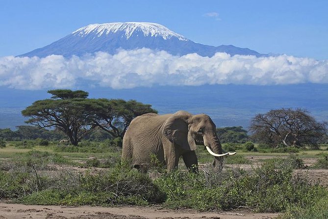 Amboseli/ Tsavo West/ Tsavo East 4 Days Safari - Inclusions and Exclusions