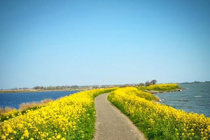 Amsterdams Countryside Half-Day Bike Tour in Small Group - Tour Overview