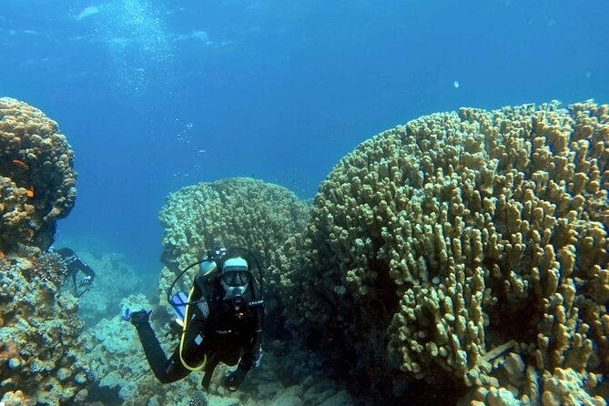 Aqaba Private Scuba Diving Activity With Pick up - Overview of the Activity
