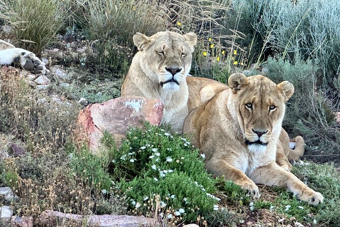 Aquila Game Reserve Safari With Park Fees, Transport & Lunch