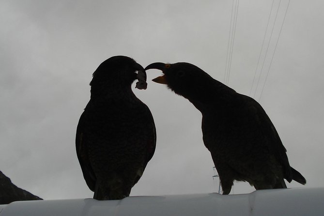 Arthurs Pass and Southern Alps Day Excursion From Port Lyttelton or Christchurch