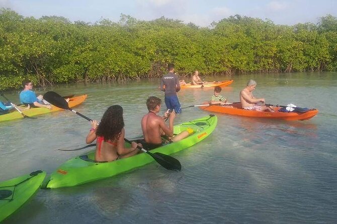 aruba-glass-bottom-kayak-tour-through-the-mangrove-forest-overview-and-experience