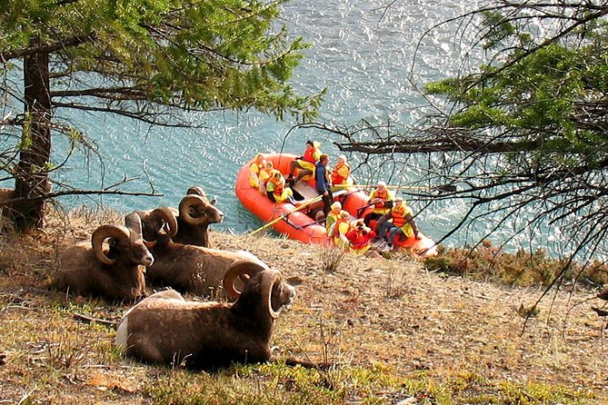Athabasca River Easy Scenic Raft Trip - Athabasca River Floating Adventure